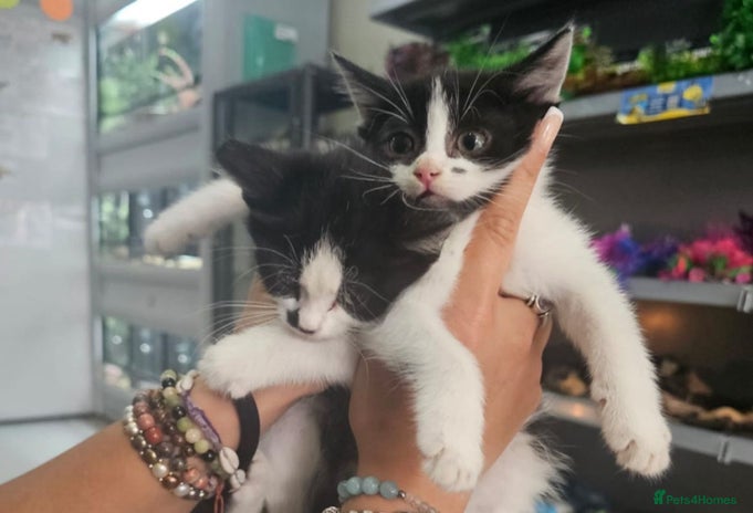 Mixed Breed cats - Advert 4