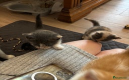 British Shorthair cats for sale: Beautiful loving kittens  - Image 5