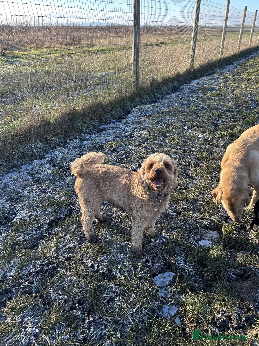Cockapoo dogs for adoption: JACK  - Advert 2