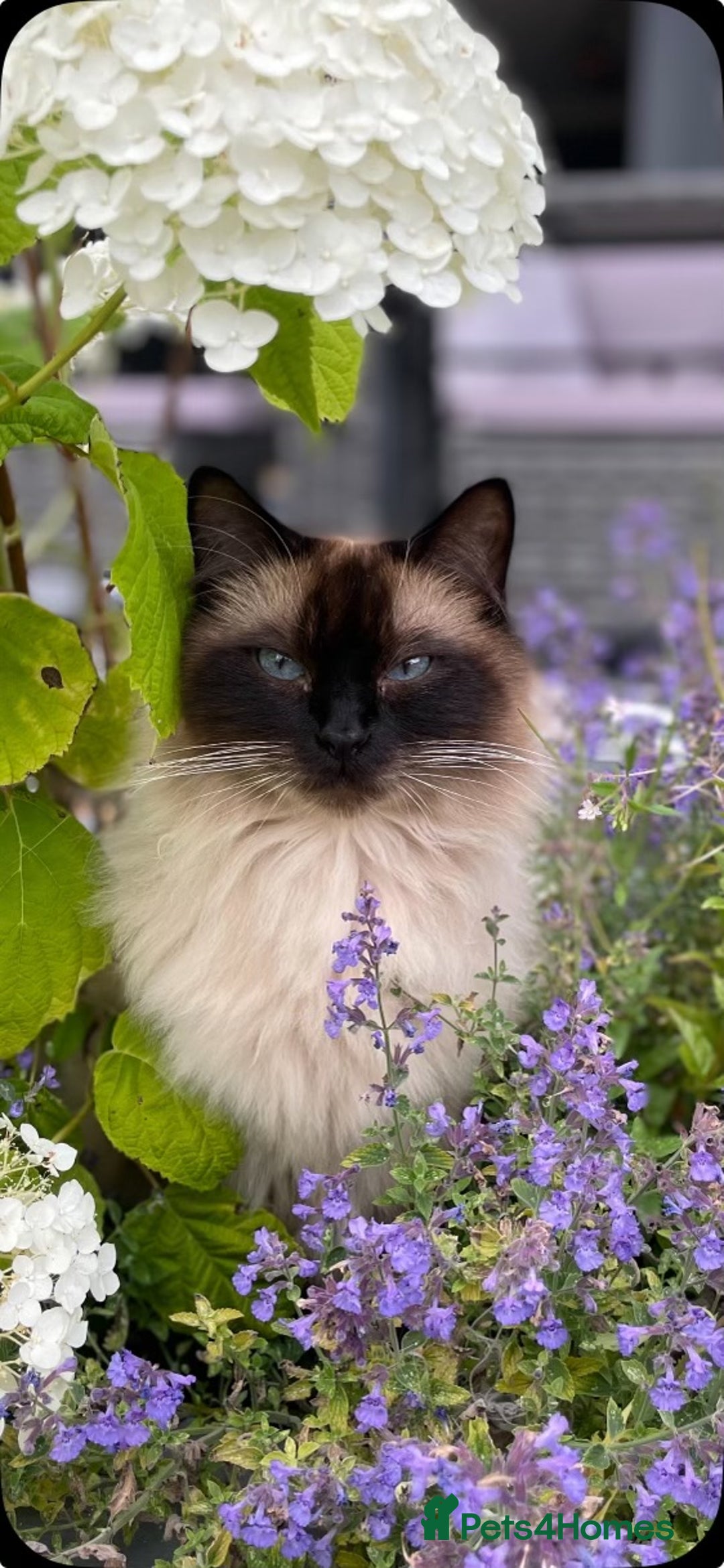 Ragdoll cats for sale: Beautiful male ragdoll cat - Image 1