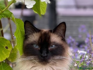 Ragdoll cats for sale - Advert 1