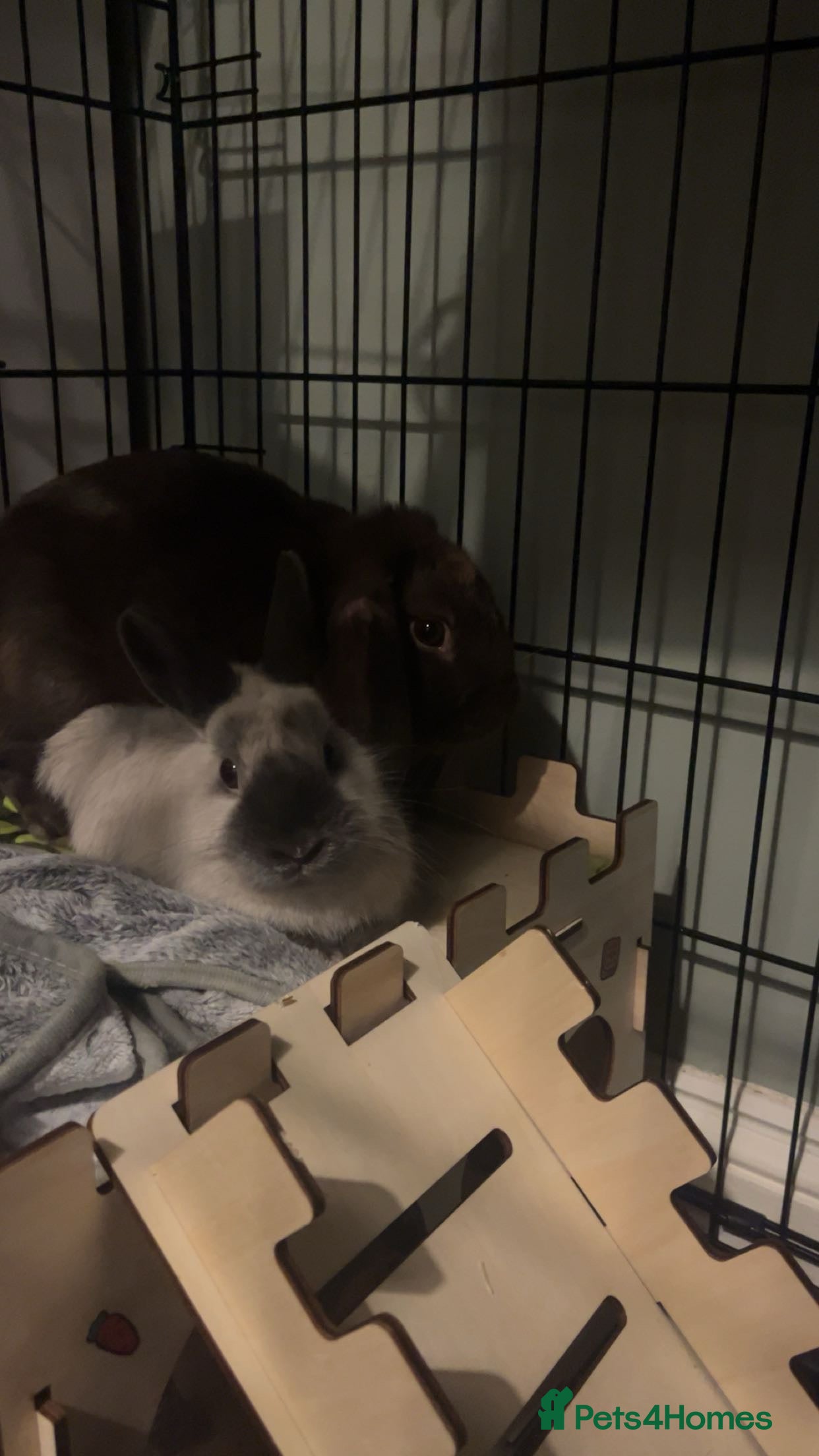 Netherland Dwarf rabbits Rehoming two beautiful rabbits - Advert 4
