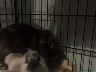 Netherland Dwarf rabbits Adoption of two beautiful rabbits - Advert 1