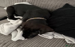 Mixed Breed dogs for sale: Rocky  - Image 4