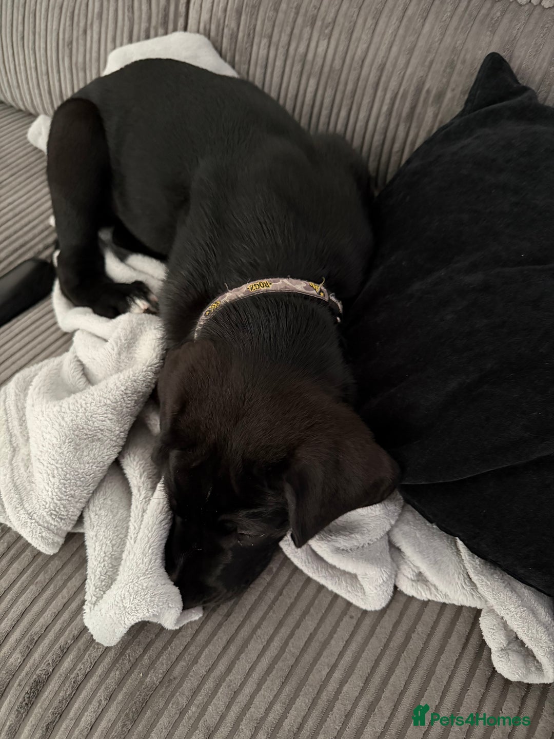 Mixed Breed dogs for sale: Rocky  - Image 4