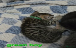 Mixed Breed cats for sale: Beautiful kittens  - Image 6