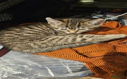 Mixed Breed cats for sale: 1 x female 1 x male kittens ready now - Image 4