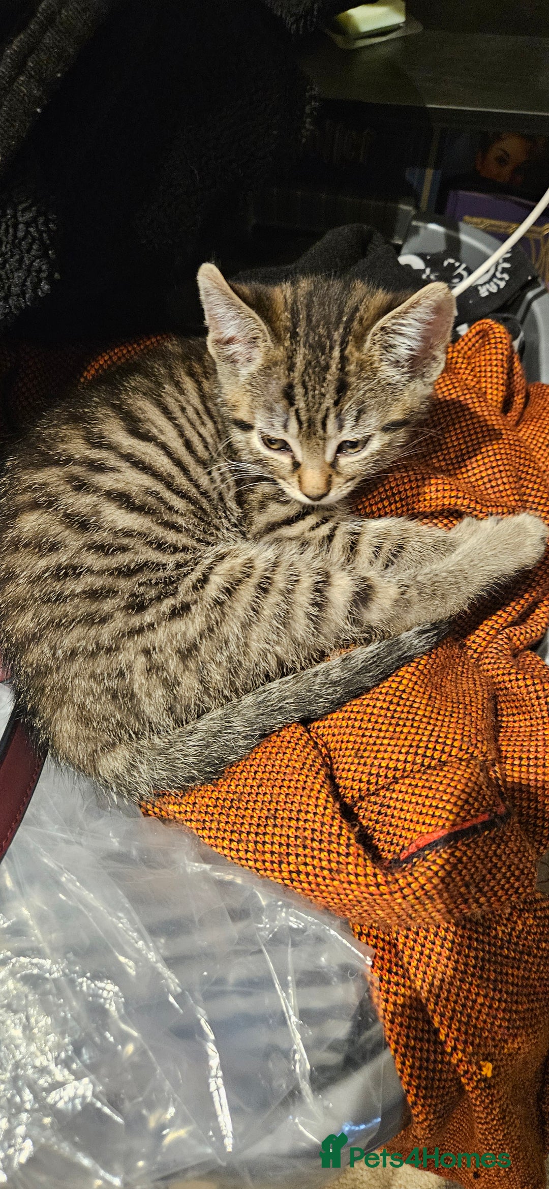 Mixed Breed cats for sale: 1 x female 1 x male kittens ready now - Image 4