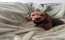 Miniature Dachshund dogs for sale: 3X Male Miniature Dachshunds- READY TO GO - Image 9
