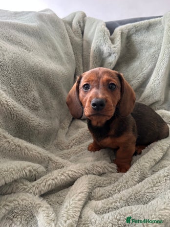 Miniature Dachshund dogs - Advert 13