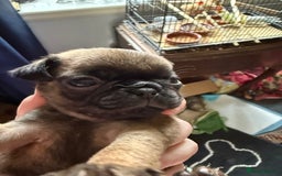 Pug dogs for sale: Pug puppies  - Image 8