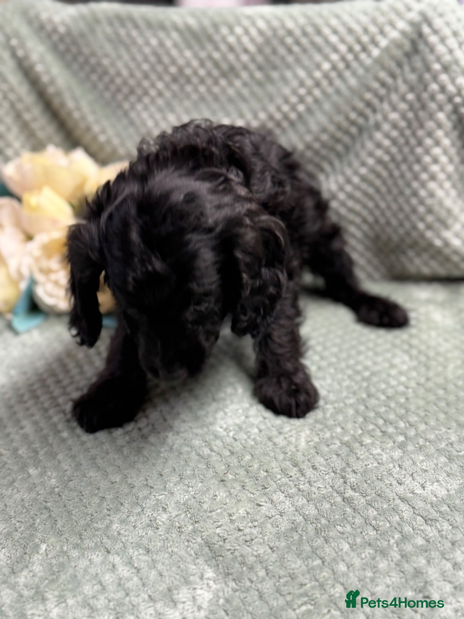 Cavapoo dogs Beautiful Cavapoo puppies - Advert 2
