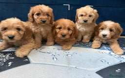 Cockapoo dogs for sale: Ready to go adorable cockapoo puppies  - Image 2