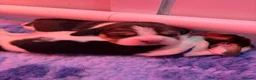 Beagle dogs for sale: Beautiful Tri coloured Beagle bitch puppies  - Advert 13