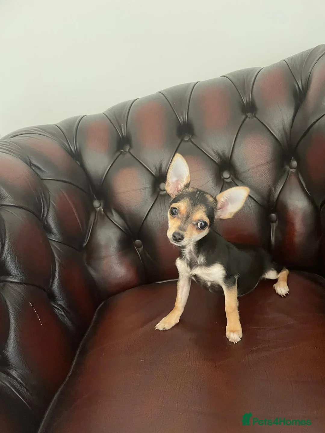 Chihuahua dogs for sale: Gorgeous Chihuahua girls - Advert 1