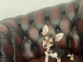 Chihuahua dogs Gorgeous Chihuahua girls - Advert 6