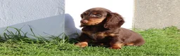 Dachshund dogs for sale: MINIATURE DACHSHUND PUPPIES FOR SALE - Advert 7