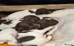 English Springer Spaniel dogs for sale: English springer spaniel puppies  - Image 9