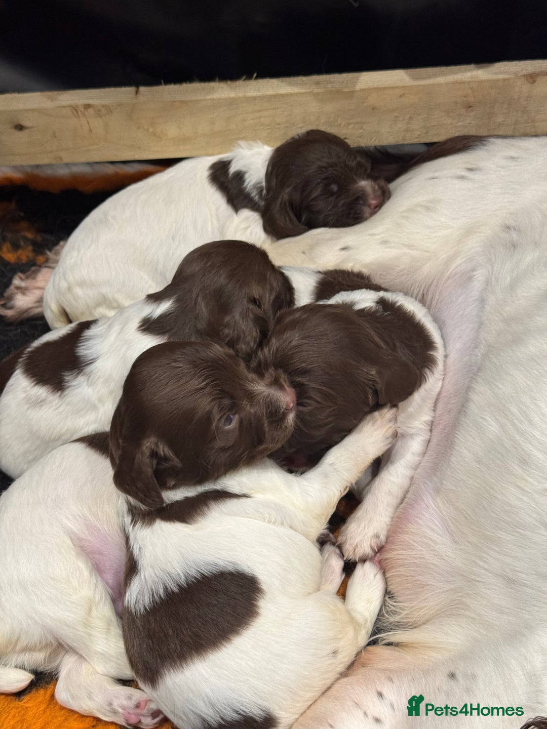English Springer Spaniel dogs for sale: English springer spaniel puppies  - Image 9