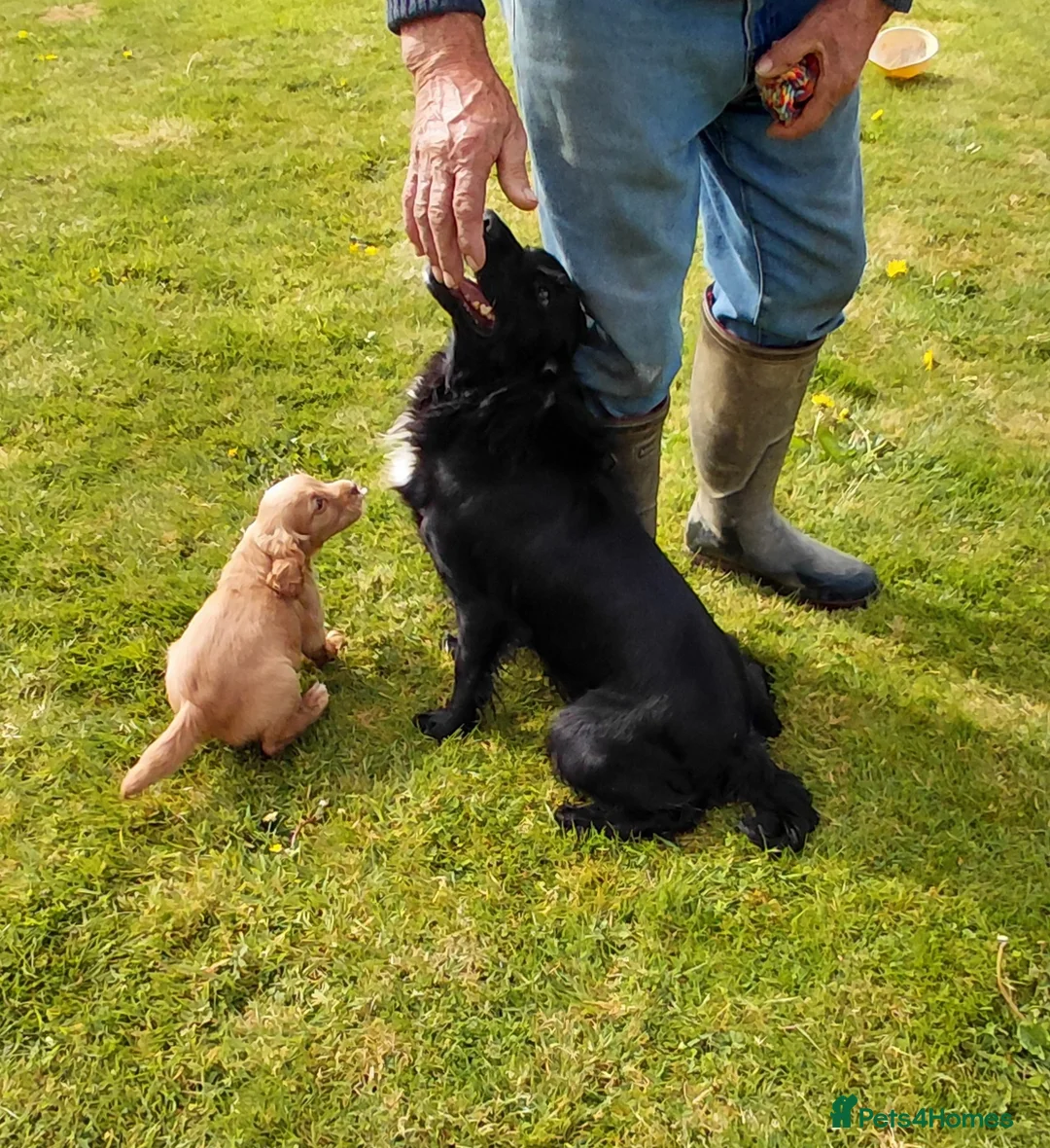 Cocker Spaniel dogs for sale: Adorable cocker spaniel puppies - Advert 1
