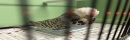 Budgerigars birds for sale: Exibition budgie pairs available - Advert 7