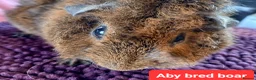 Guinea Pig rodents for sale: Rex sows/boars, Aby, cali guinea pigs. - Advert 14