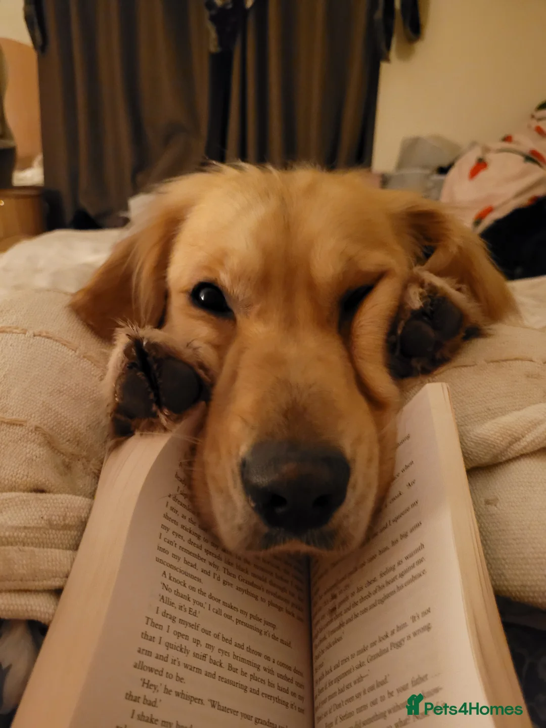 Golden Retriever dogs for stud: Proven Golden retriever - KC registered in Cardiff - Advert 18