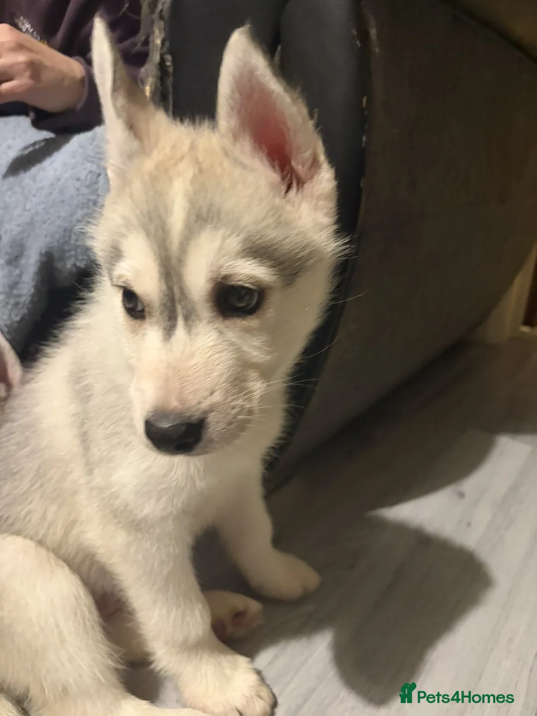 Siberian Husky dogs for sale: Husky - Advert 11
