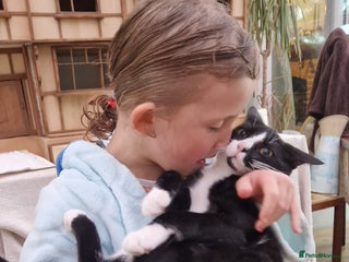 Mixed Breed cats - Advert 23