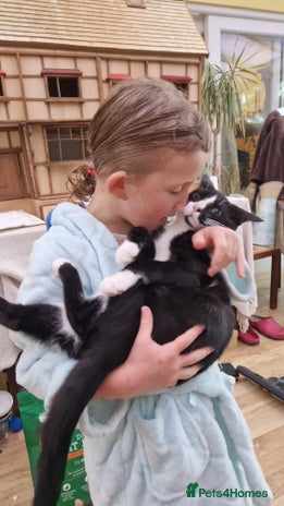 Mixed Breed cats - Advert 13