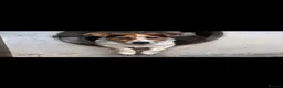 Jack Russell dogs for sale: Jack Russell boy - Advert 2
