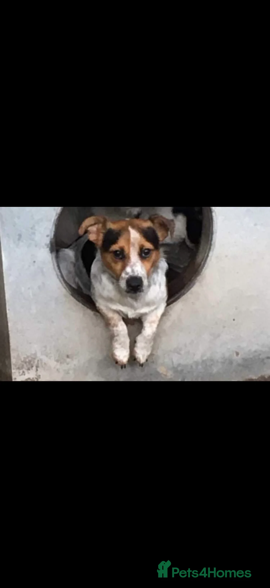 Jack Russell dogs for sale: Jack Russell boy - Advert 2