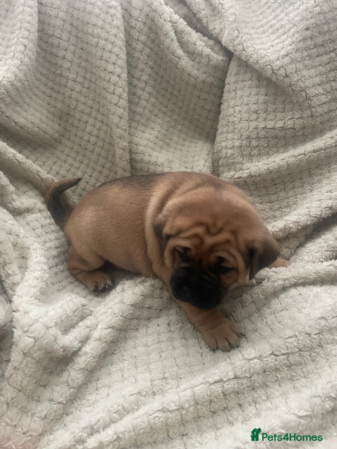 Jug dogs for sale: Jug puppies for sale 4 boys 2 girls 5 weeks old - Advert 19