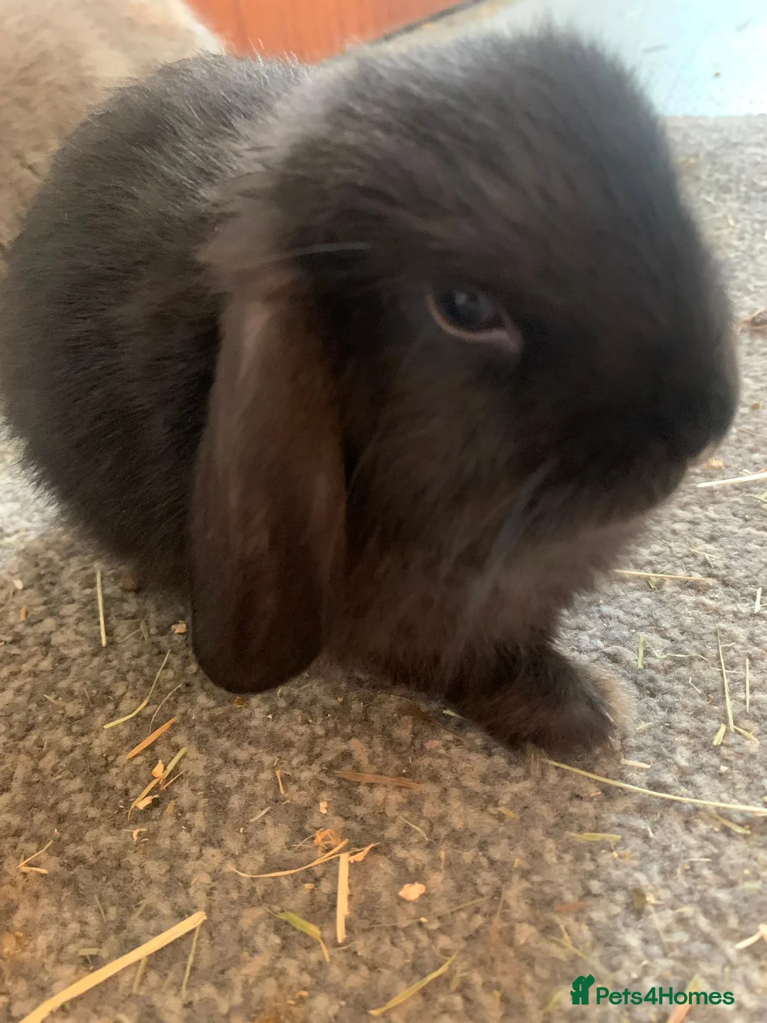 Mixed Breed rabbits for sale: Beautiful lop/lionhead kits!!! - Advert 11