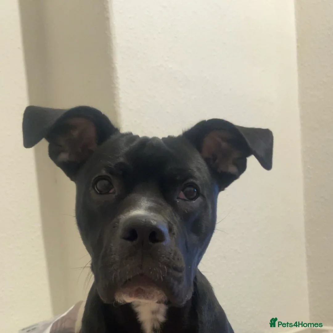 Mixed Breed dogs for sale: Staffie X Cane Corso in Oswestry - Advert 2