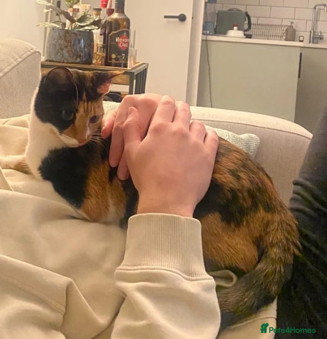 Mixed Breed cats for adoption: [Indoors Only] Mishu - Charming loving girl in Ferndale - Advert 1