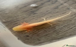 Axolotl reptiles for sale: 3 months old juvenile pink axolotls £22 in Welling - Image 6