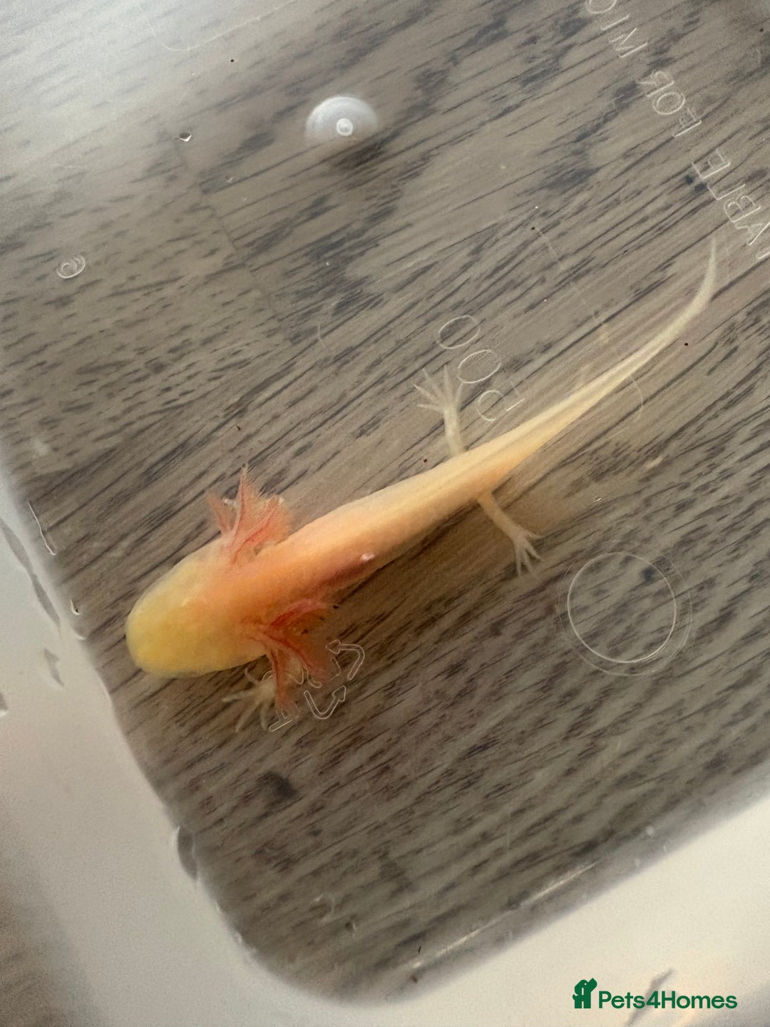 Axolotl reptiles for sale: 3 months old juvenile pink axolotls £22 in Welling - Image 6