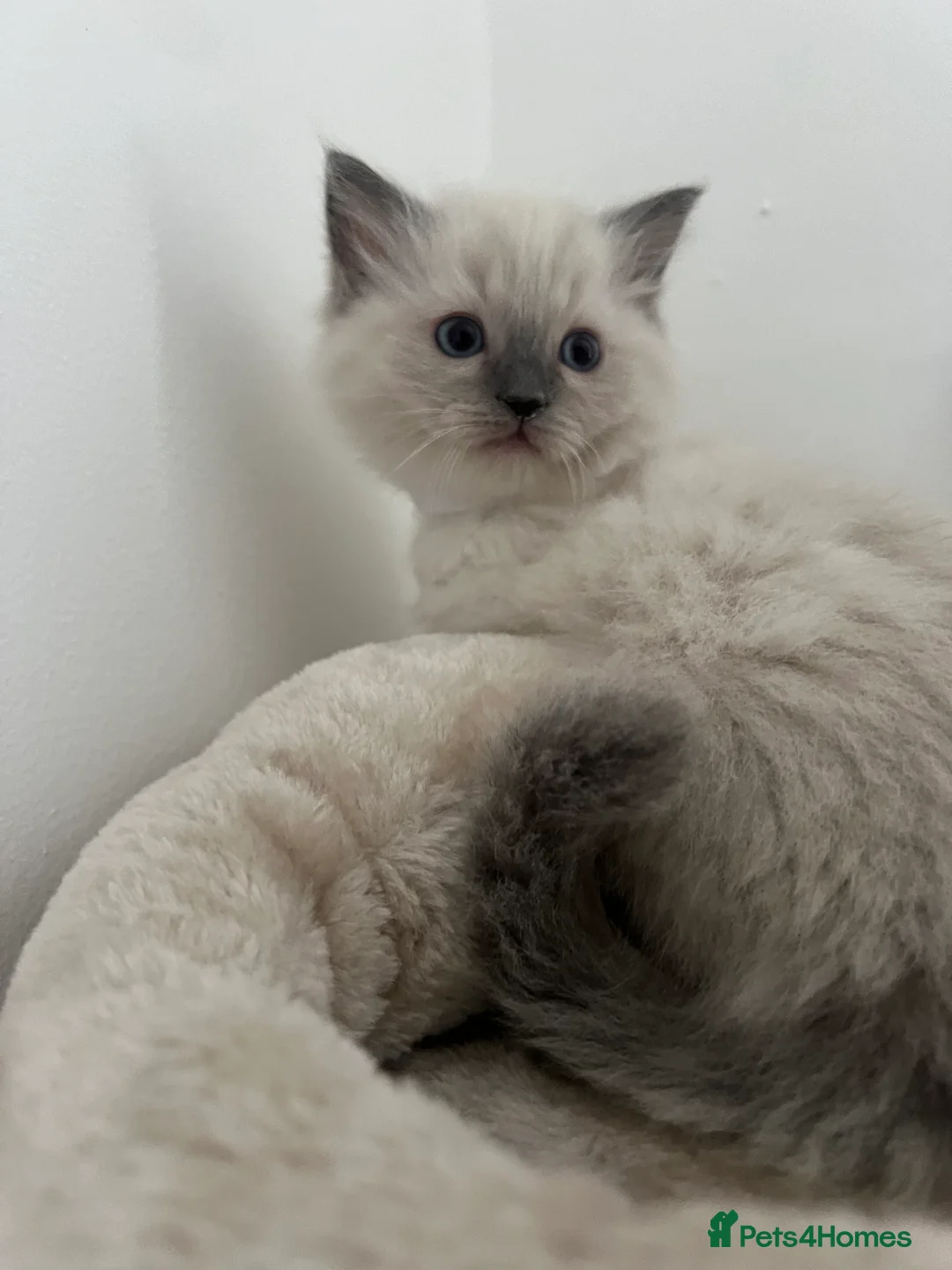 Ragdoll cats for sale: ✨🐾 Ragdoll Kittens For Sale 🐾✨ - Advert 5