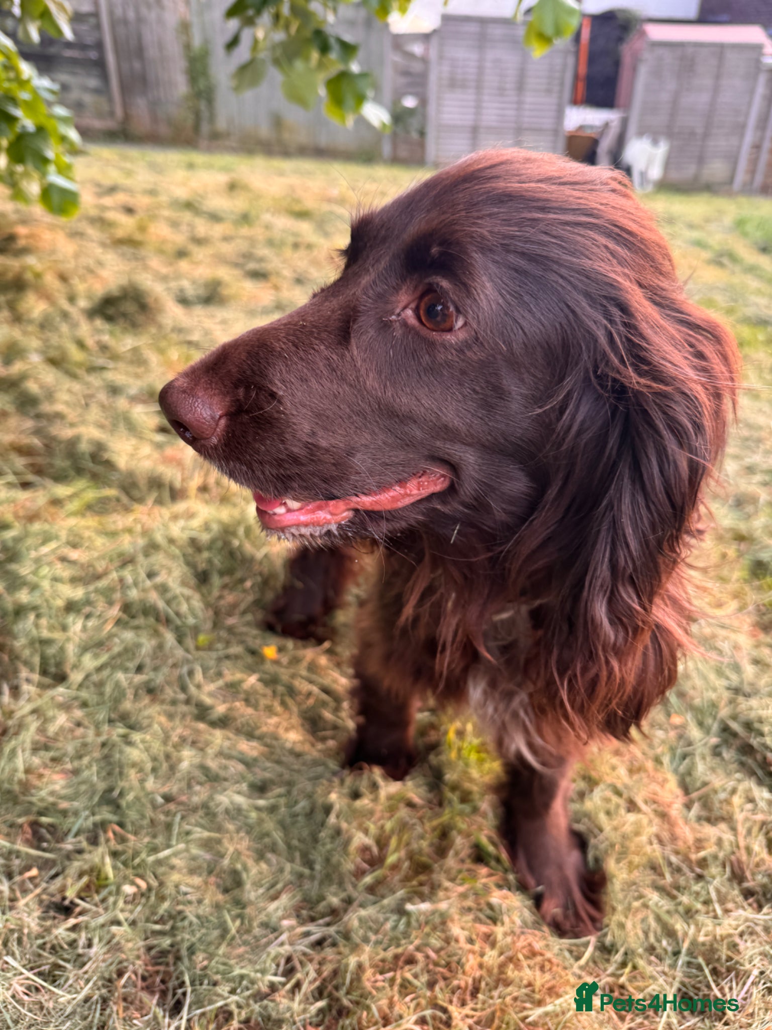 Cocker Spaniel dogs Relisting after being Let down  - Advert 4