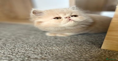 Persian cats - Advert 14