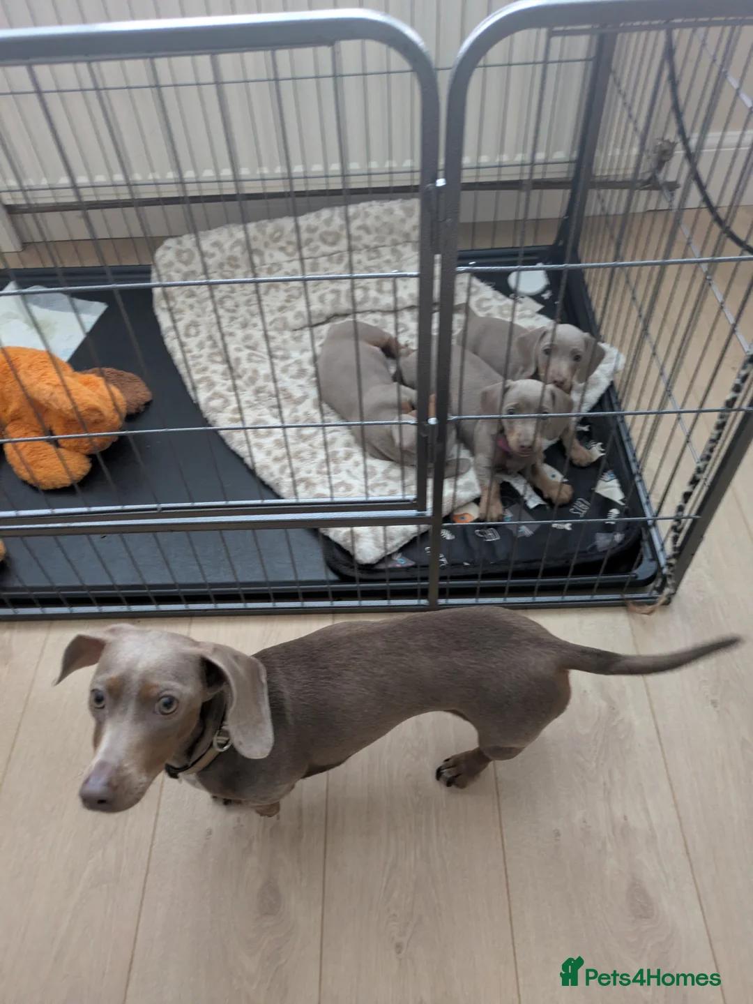 Miniature Dachshund dogs for sale: KC REGISTERED MINIATURE DACHSHUND MALE  - Advert 8