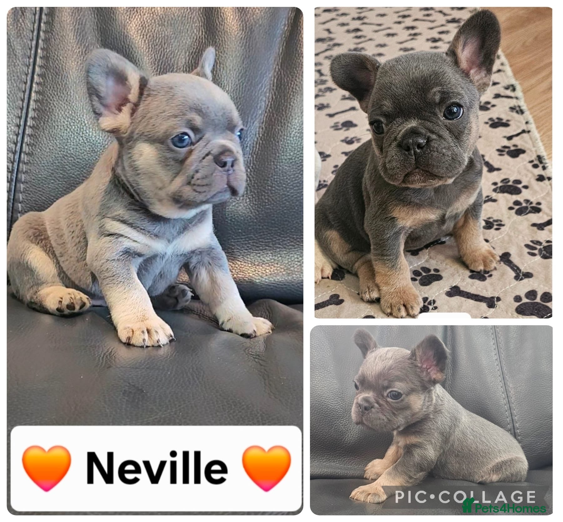 French Bulldog dogs French bulldog pups - Advert 14