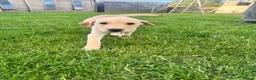 Labrador Retriever dogs for sale: KC Registered Working Labrador Pups  - Advert 2