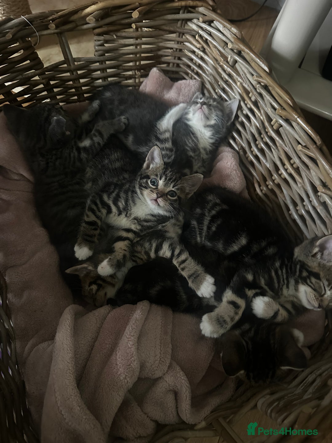 Mixed Breed cats for sale: 6 Of the cutest kittens ever !  - Image 6