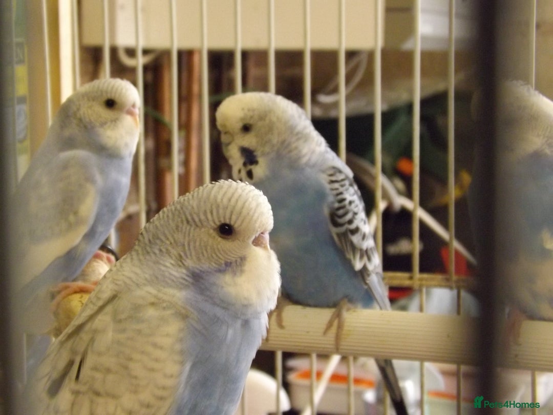 Cockatiels birds for sale: 5* Rehoming of all birds  - Image 5
