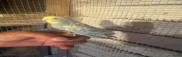 Budgerigars birds for sale: Budgies for sale £40 each collection mk404nn - Advert 15