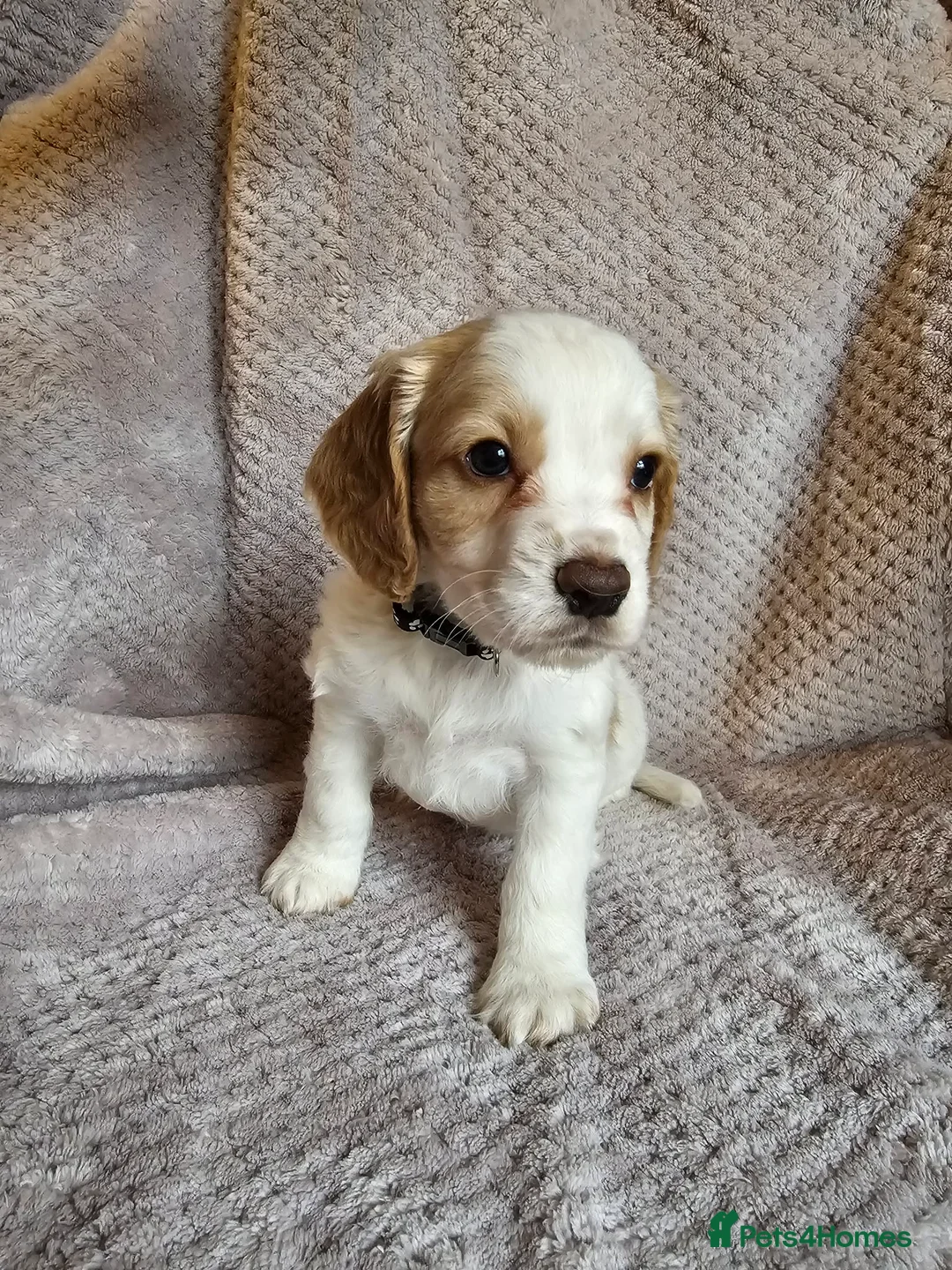 Sprocker dogs for sale: Sprocker Spaniel Puppies * only 1 left * - Advert 16