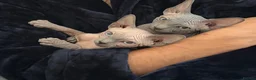 Sphynx cats for sale: Sphynx girls for sale  - Advert 1