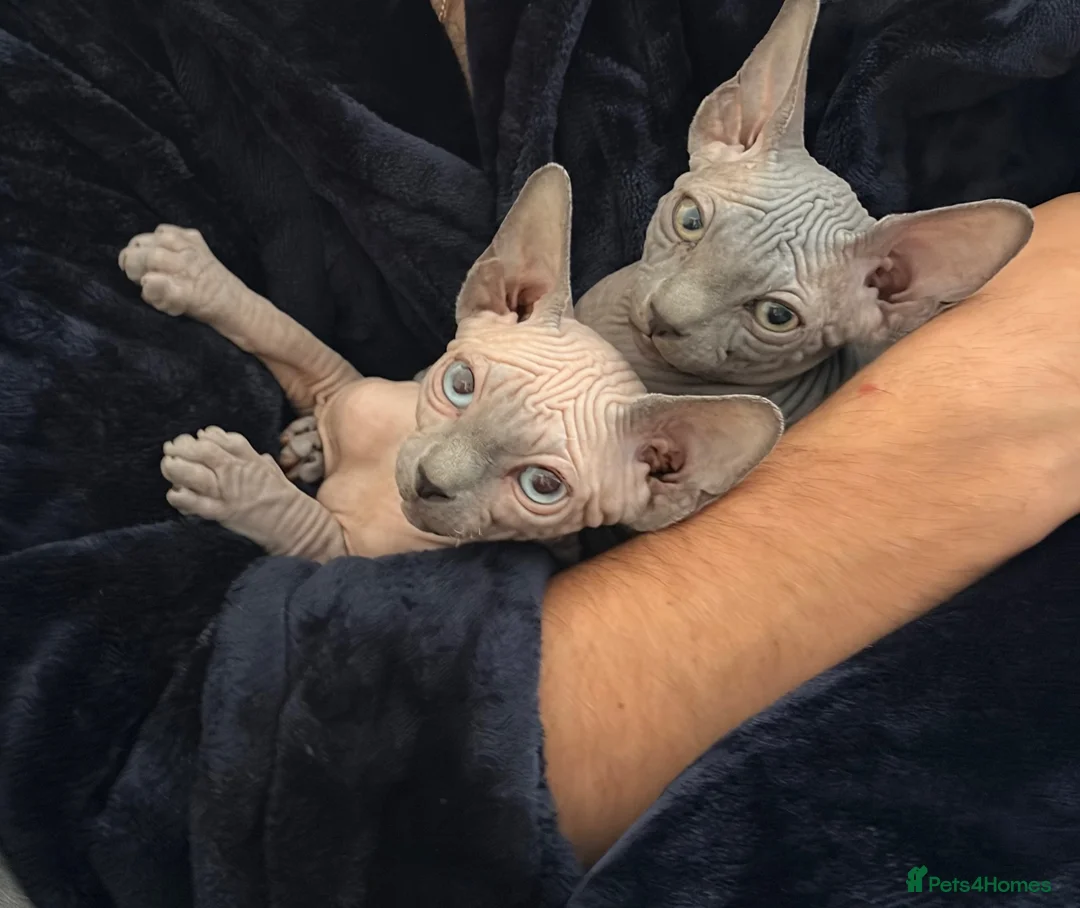 Sphynx cats for sale: Sphynx girls for sale  - Advert 1